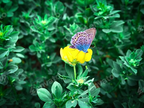Preview: Colorful buttterfly resting on a yellow flower in the garden
