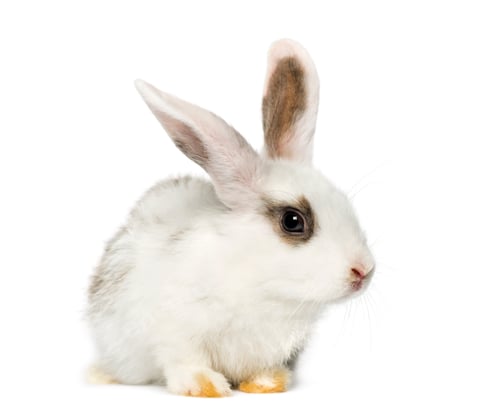 Preview: Rabbit