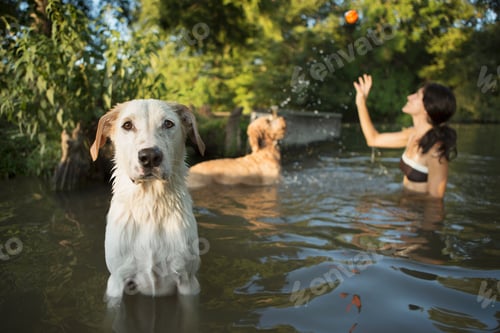 Preview: A woman swimming with her two dogs in a lake. Throwing the ball in play.
