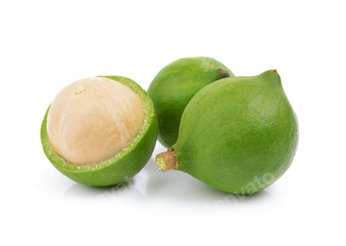 Preview: fresh macadamia nut on a white background
