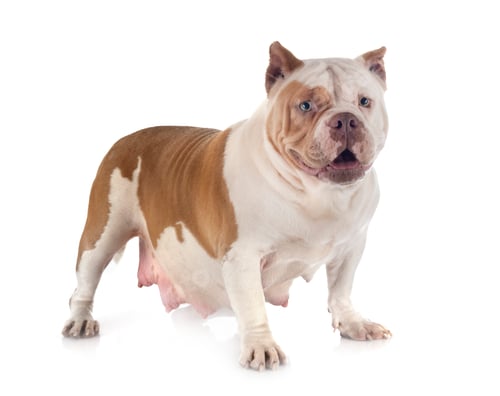 Preview: american bully in studio