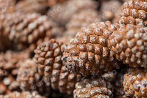Preview: Pine Nut Harvest
