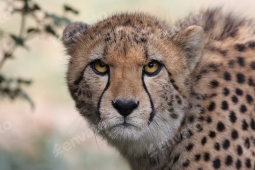 Preview: Cheetah (Acinonyx jubatus) stalking