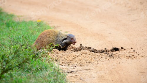 Preview: Stripe-necked mongoose (Urva vitticolla) digging and eating elephant dung on the gravel roads