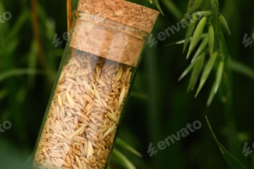 Preview: Harvested oat crop grain in plastic tube