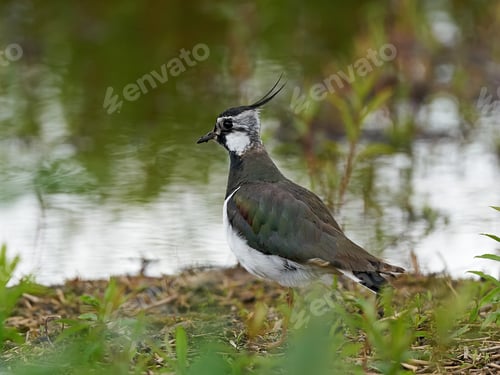 Preview: Northern lapwing (Vanellus vanellus)
