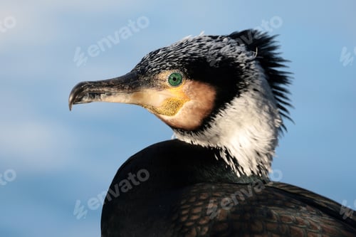 Preview: The great cormorant (Phalacrocorax carbo) with blue sky background