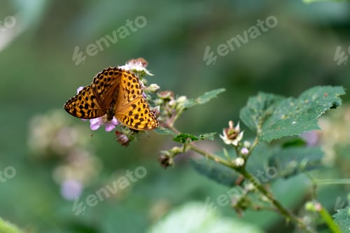 Preview: Delicate yellow butterfly perched on a colorful wildflower