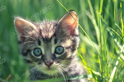 Preview: kitten