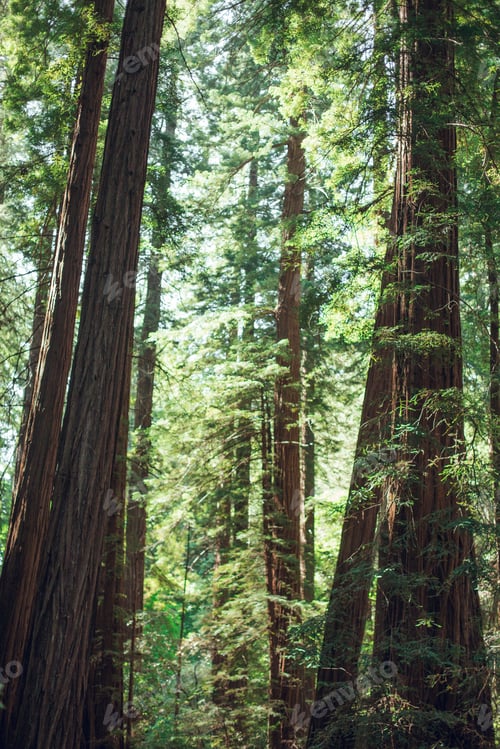 Preview: High green trees in forest in summer