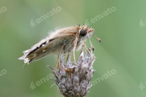 Preview: Lateral close up of a Mallow Skipper, Carcharodus alceae