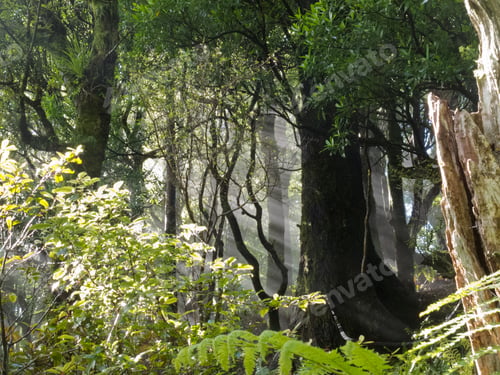 Preview: Rays of sunlight beam through dense forest jungle