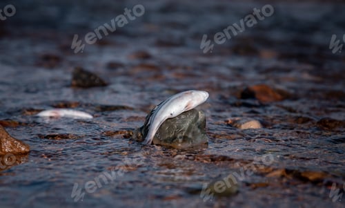 Preview: Many fishes dead on sea shore affection from factory industry release black waste water make polluti