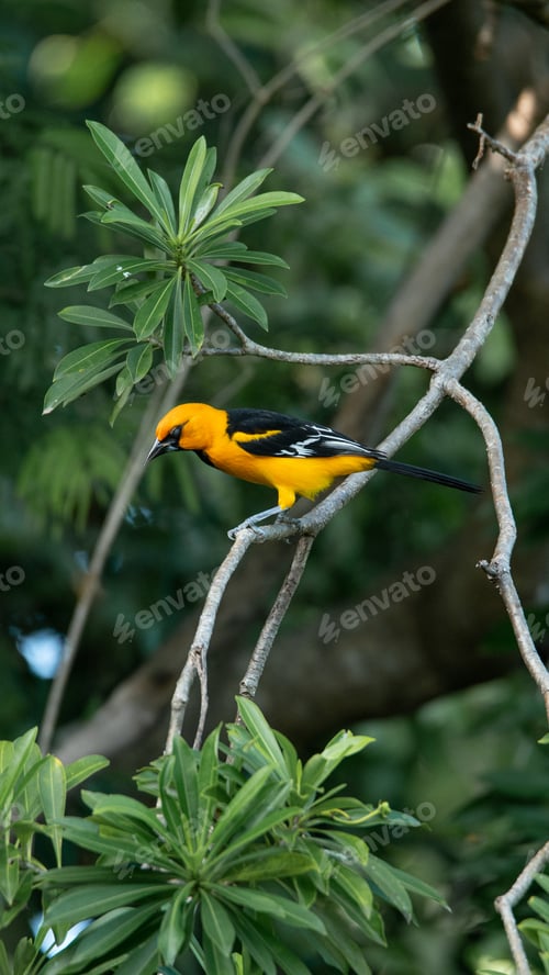 Preview: Yellow Oriole