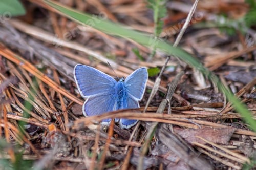 Preview: Small blue butterfly on a ground