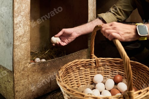 Preview: Collecting fresh eggs of chickens