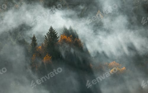 Preview: Misty autumn forest, landscape photo wallpaper