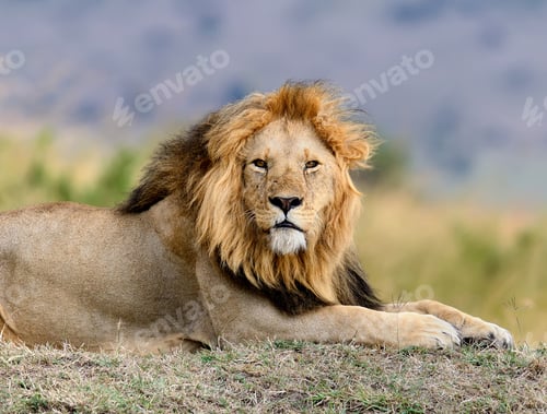 Preview: Lion