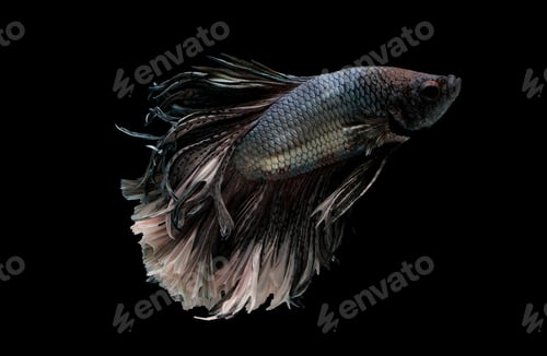 Preview: Colorful with main color of metal white and black betta fish, Siamese fighting fish