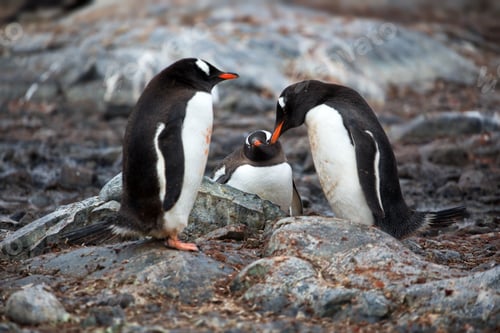 Preview: Three penguins with red beaks chatting with each other in Antarctica