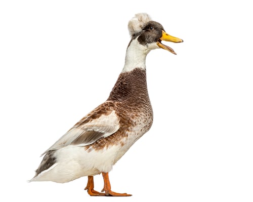 Preview: Male Crested duck quacking, standing on white background