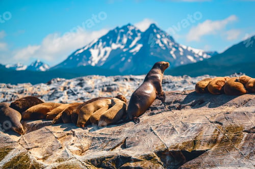 Preview: Fur seals basking in the sun on rocks in the antarctic region