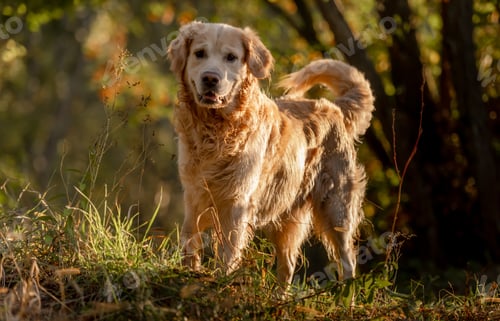Preview: Golden Retriever Dog