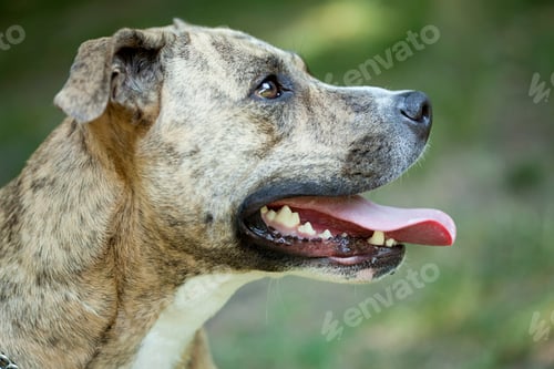 Preview: Portrait of a pit bull