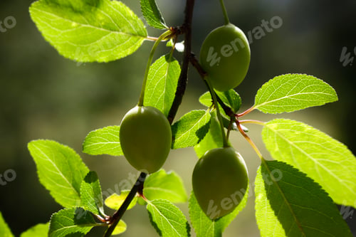 Preview: green plums on tree branch