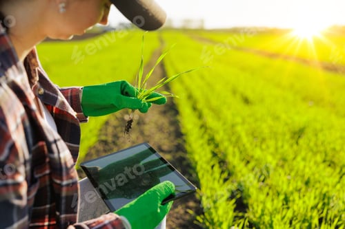 Preview: a female farmer holding a sprout of wheat with a tablet in her hands inspects the green field