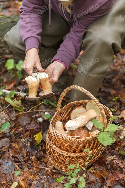 Preview: A woman is cutting a white mushroom with a knife. Hands of a woman, a knife, mushrooms.