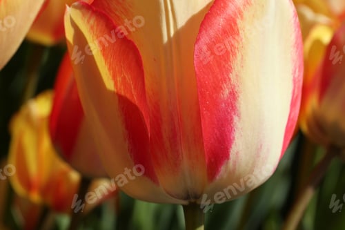 Preview: Tulip