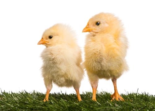 Preview: Two Chicks (8 days old) standing in grass