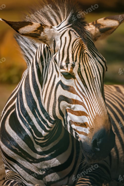Preview: Closeup of a beautiful zebra on the blurry background