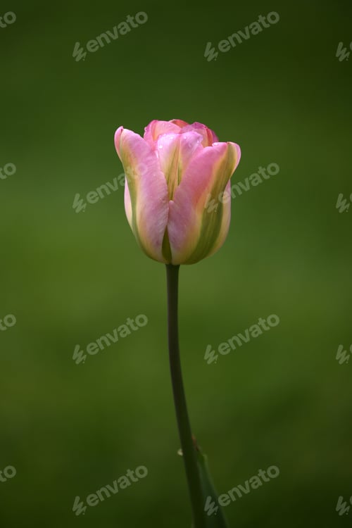 Preview: Tulip