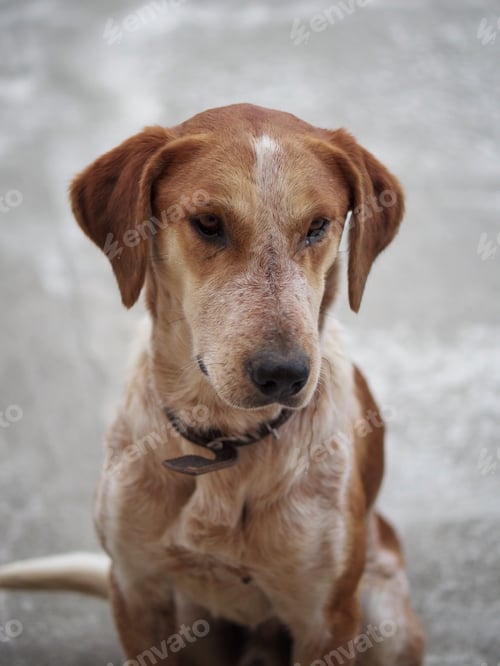 Preview: Portrait of stray dog in Abkhazia