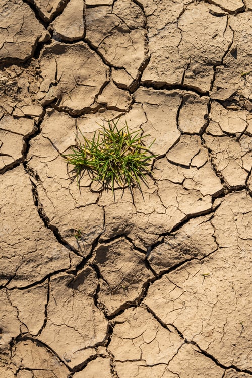 Preview: Green grass growing on dry cracked earth.