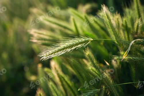 Preview: Green spikelets of wheat scatter with a blurred background.