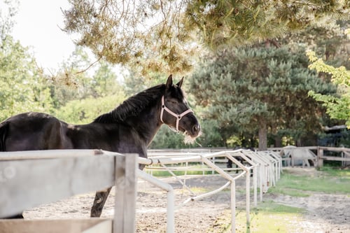 Preview: Beautiful horse portrait in motion in the stallion. Equine. Countryside. Equestrian