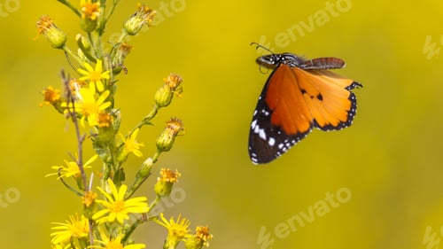 Preview: Plain tiger butterfly flying to flower
