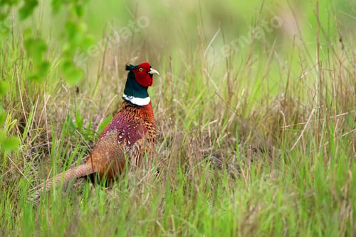 Preview: Pheasant in the grass