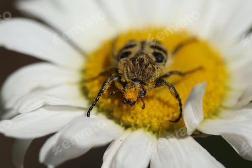 Preview: Closeup of a Furry Beetle on a Daisy Flower in Bright Sunlight