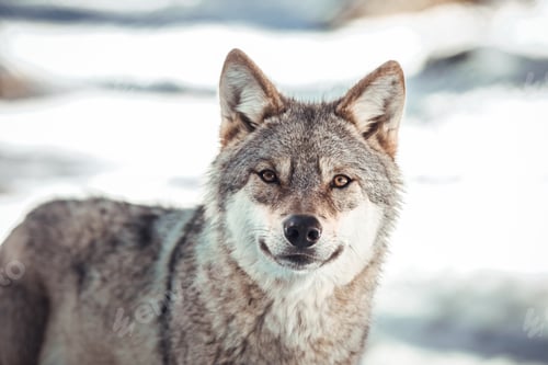 Preview: Wolf on hill near stones and snow