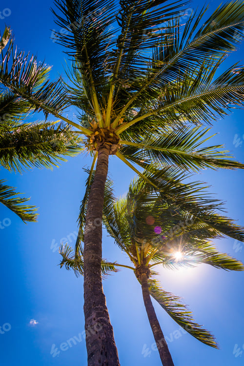Preview: The Sun Shining Through Palm Trees In Palm Beach, Florida.