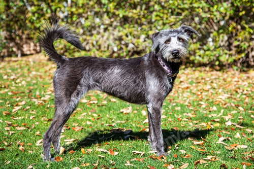 Preview: Terrier Dog In Yard With Leaves