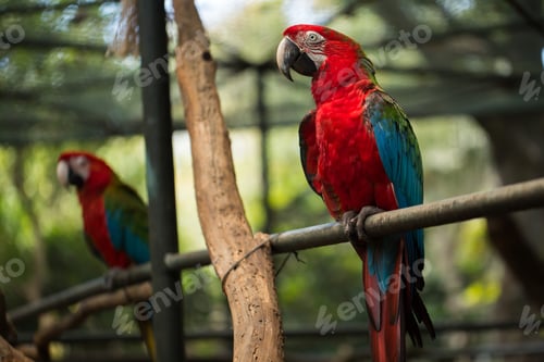 Preview: Scarlet macaw parrot bird, beautiful red bird perching on the wooden log