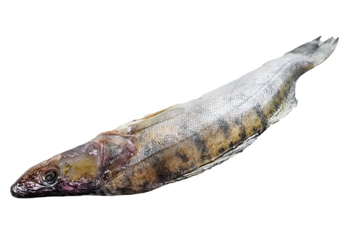 Preview: Raw zander, walleye fish. Isolated on white background