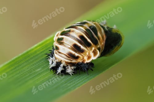 Preview: Harlequin Ladybird (Harmonia axyridis) pupa
