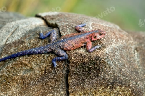 Preview: Red-headed Rock Agama, Tanzania, Africa