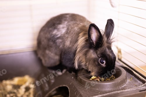 Preview: Funny bunny rabbit eating hay food close up - pet and domestic animal concept